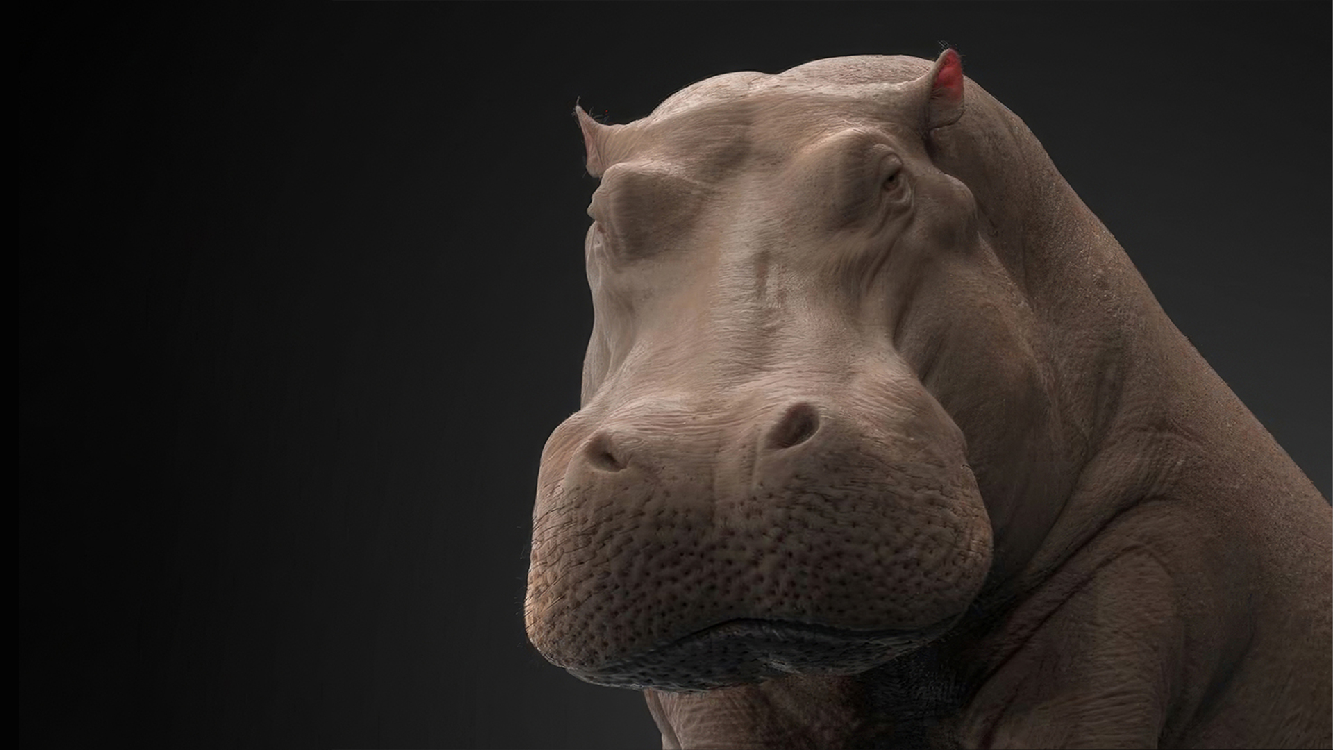 Hippo